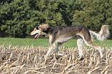 SALUKI 069